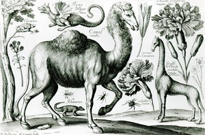 Study of Animals and Flowers, engraved by D. Loggan by Wenceslaus Hollar