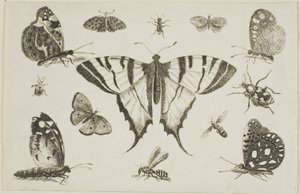 Swallow-Tailed Butterfly and Twelve Other Insects