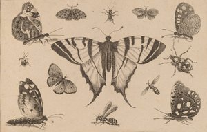 Swallow-tailed Butterfly and Twelve Other Insects