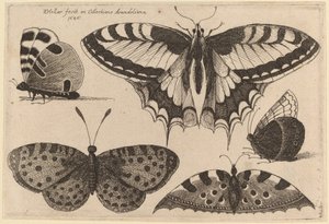 Three Butterflies and Two Moths by Wenceslaus Hollar