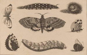 Three Caterpillars, a Moth, and Four Butterflies by Wenceslaus Hollar