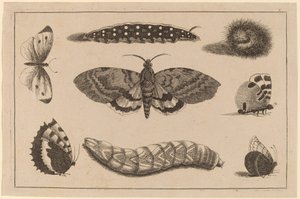 Three Caterpillars, a Moth, and Four Butterflies by Wenceslaus Hollar