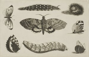 Three Caterpillars, a Moth, and Four Butterflies by Wenceslaus Hollar