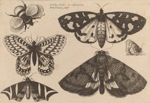 Three Moths, Two Butterflies, and a Bumble Bee, 1646 by Wenceslaus Hollar