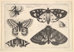 Three Moths, Two Butterflies and a Bumble Bee by Wenceslaus Hollar