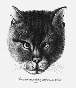 True picture of the Cat of the Tsar Alexis I Mikhailovich of Russia by Wenceslaus Hollar