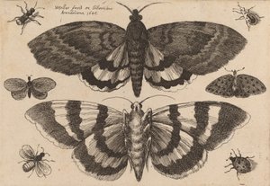 Two Moths and Six Insects by Wenceslaus Hollar