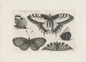 Five Butterflies by Wenceslaus Hollar
