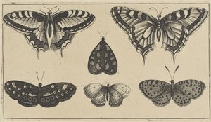 Five Butterflies and a Moth (Various Insects) by Wenceslaus Hollar