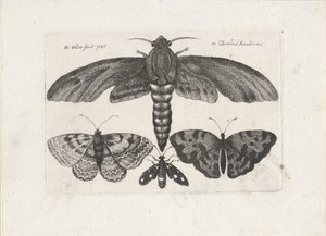Butterflies and a Moth (Insects series) by Wenceslaus Hollar