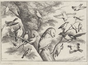 Birds in a Tree by Wenceslaus Hollar
