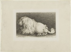 White Dog by Wenceslaus Hollar