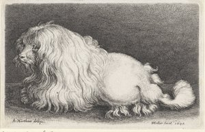 White Dog by Wenceslaus Hollar