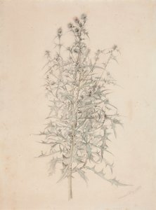 Thistle by Werner Holmberg