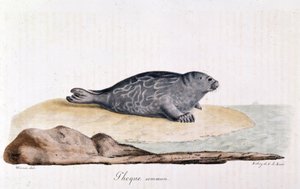 Seal