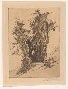 Hollow Tree near Seelisberg in Switzerland