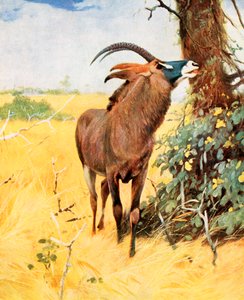 Roan Antelope