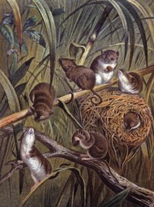 African dwarf mice