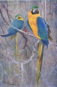 Blue and Yellow Macaw