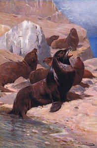 Californian Sea Lion