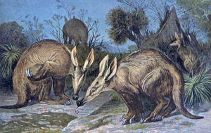 Cape Aardvark, Earthen Pig by Wilhelm Kuhnert