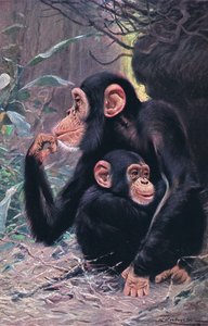 Chimpanzee, illustration from Wildlife of the World by Wilhelm Kuhnert
