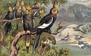 Cockatoo, c.1910 (illustration)