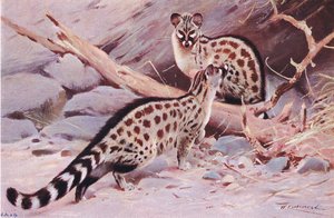 Dungola Genet, illustration from Wildlife of the World by Wilhelm Kuhnert