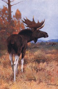 Elk or Moose