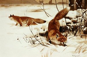 Fox, plate from Brehms Tierleben