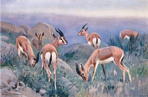 Gazelle by Wilhelm Kuhnert