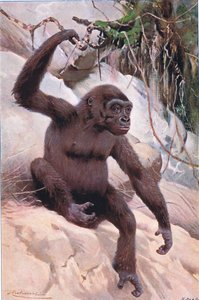 Gorilla, illustration from Wildlife of the World