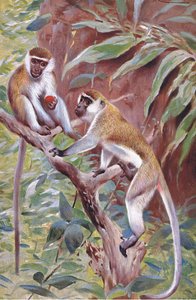 Green Monkey, illustration from Wildlife of the World by Wilhelm Kuhnert