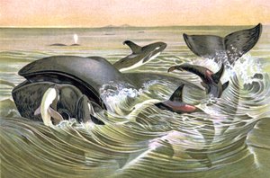 Greenland Whales by Wilhelm Kuhnert