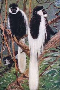 Guereza, illustration from Wildlife of the World