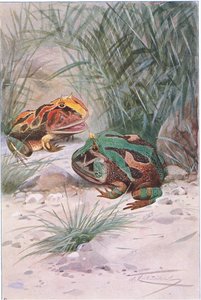 Horned Frog