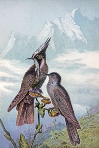 Hummingbird Mask (illustration) by Wilhelm Kuhnert