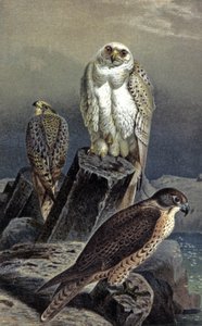 Hunting Falcon