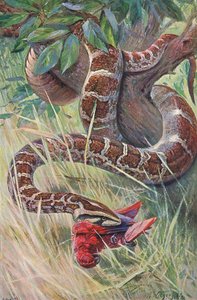Indian Python