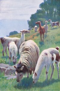 Llama