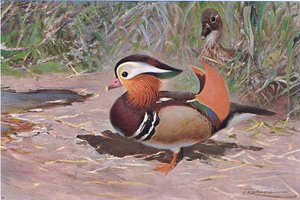 Mandarin Duck