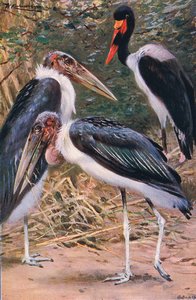 Marabou and Jabiru, illustration from Wildlife of the World, c.1910