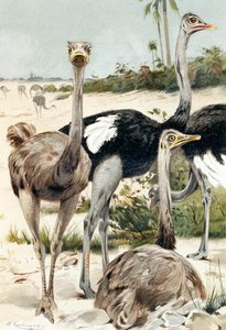 Ostrich, plate from 