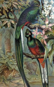 Quetzal Resplendent (illustration)