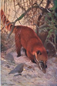 Red Coati