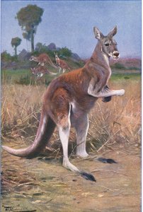 Red Kangaroo, illustration from Wildlife of the World, c.1910 by Wilhelm Kuhnert
