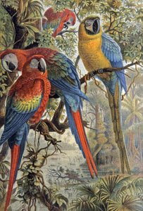 Red Parrots
