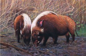 River Hog, illustration from Wildlife of the World, c.1910