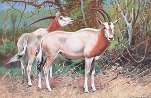 Sable Antelope, illustration from Wildlife of the World by Wilhelm Kuhnert