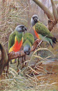 Senegal Parrot, illustration from Wildlife of the World, c.1910 by Wilhelm Kuhnert